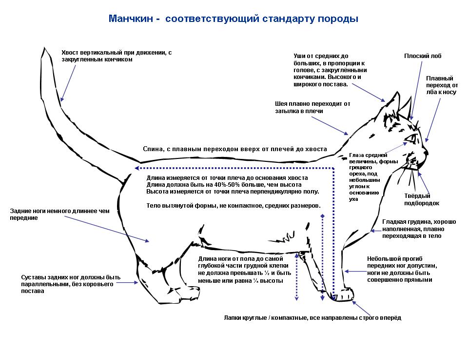 наглядный стандарт кошки породы манчкин