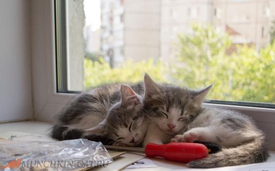 На фото: все что нужно котенку