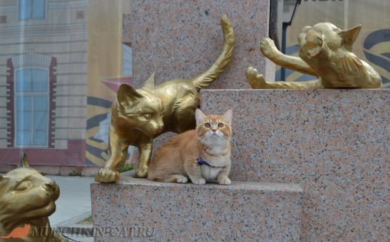 Манчкин Busya сквер сибирских кошек Тюмень