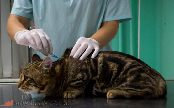 Укол с вакциной коту манчкину