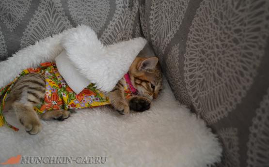 Котенок после стерилизации