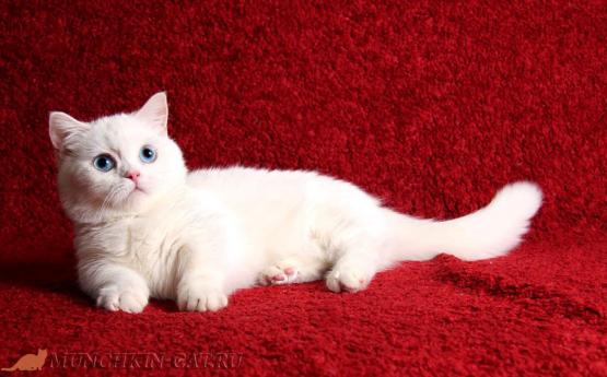 На фото: кошка породы китайский танк