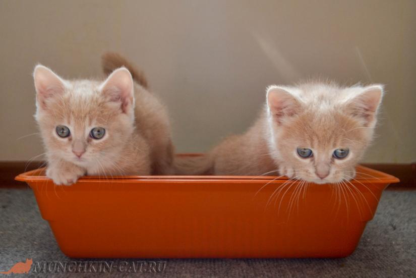 котята манчкинята в лотке