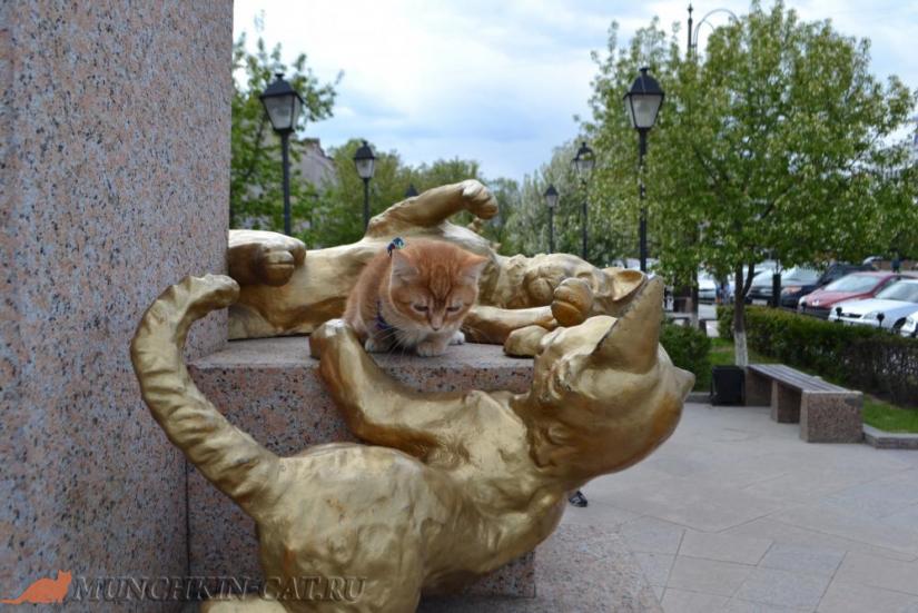 Busya сквер Сибирских кошек Тюмень
