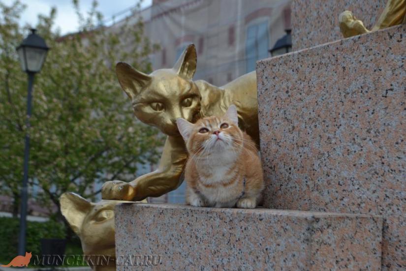 Busya сквер Сибирских кошек Тюмень