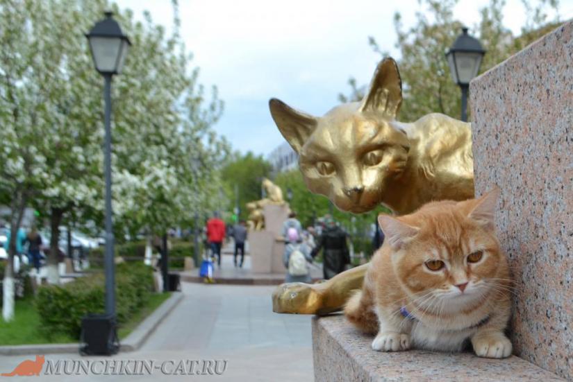 Busya сквер Сибирских кошек Тюмень