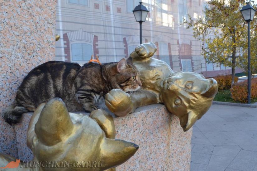 Butuz сквер Сибирских кошек Тюмень