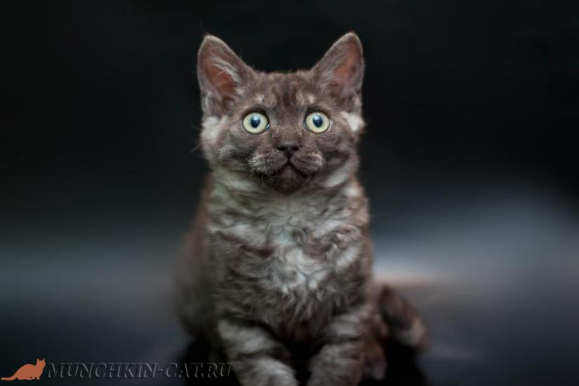На фото: котята породы Ламбкин