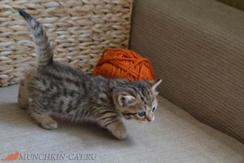Munchkin RUNA Karapuz