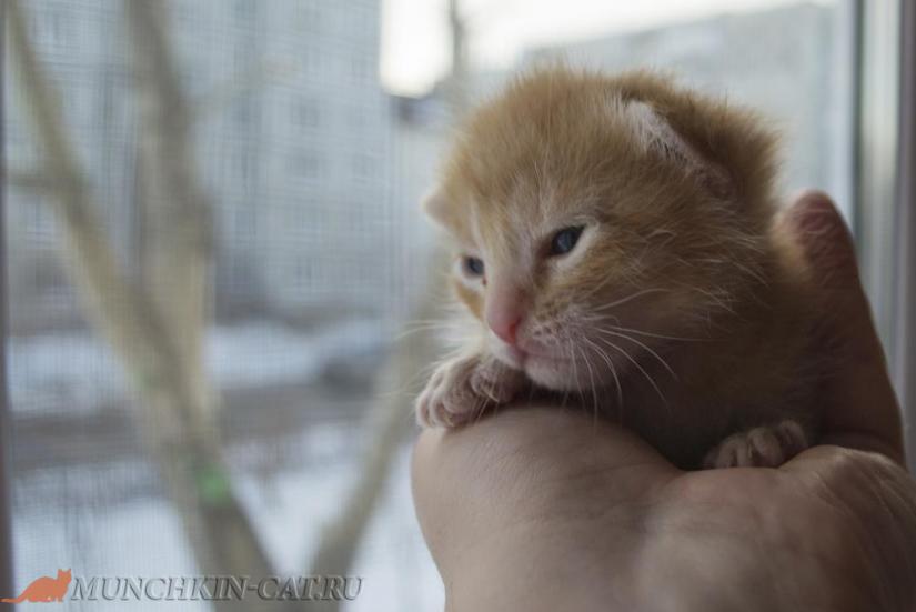 На фото: котенок манчкин (нестандарт) Emelya Karapuz 14д