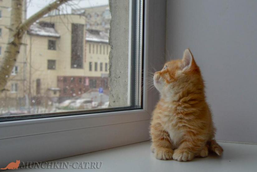 кот манчкин Gavriil Karapuz 1мес 18 дней