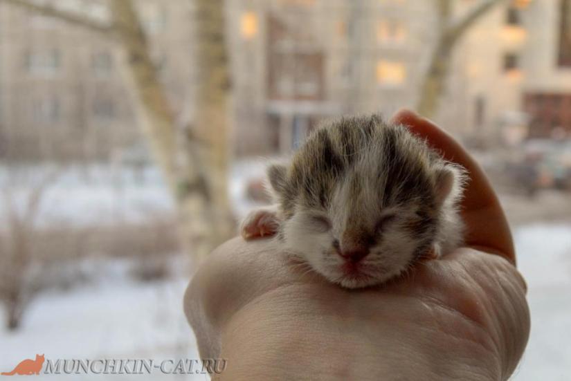 Котенок манчкин 09.01.20