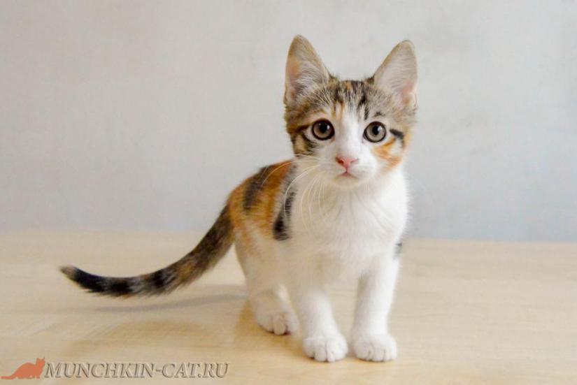 Iriska Karapuz  25.02.2020