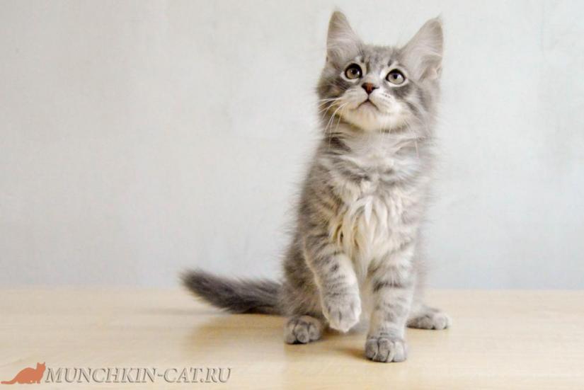 Izya Karapuz 25.02.2020