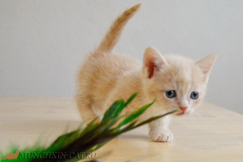 female munchkin kitten 25.02.2020