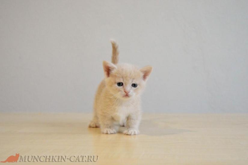 Kira Karapuz munchkin short legs 26.02.20