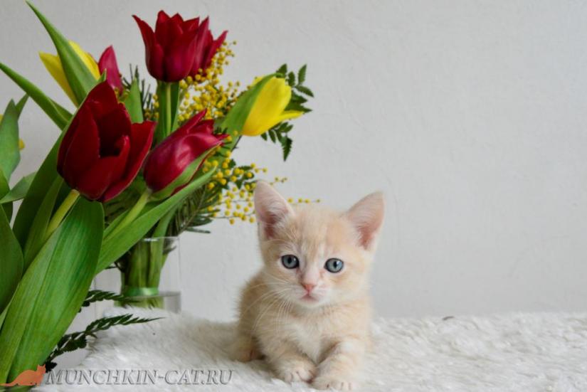 female munchkin kitten 08.03.2020