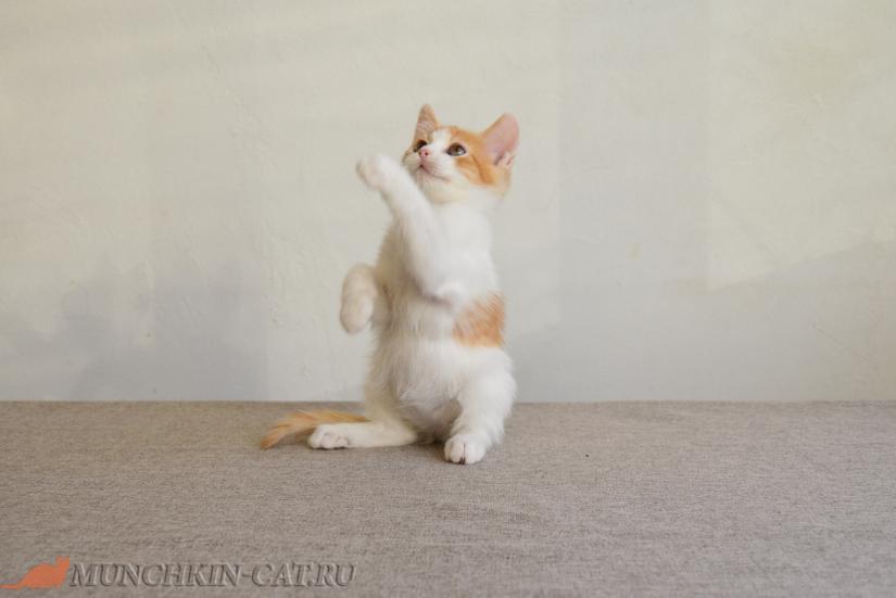 Orange Karapuz munchkin long legs