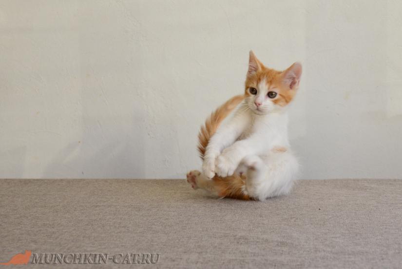 Orange Karapuz munchkin long legs