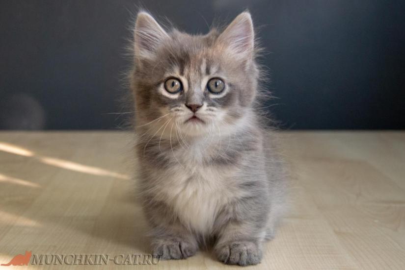 X-male Karapuz breed munchkin