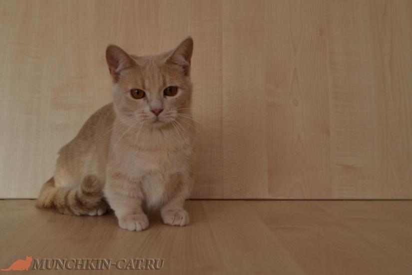 Munchkin Cookie Karapuz 6 month