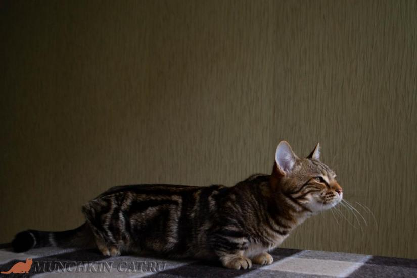 Манчкин кот Yoda Karapuz 18-06-18