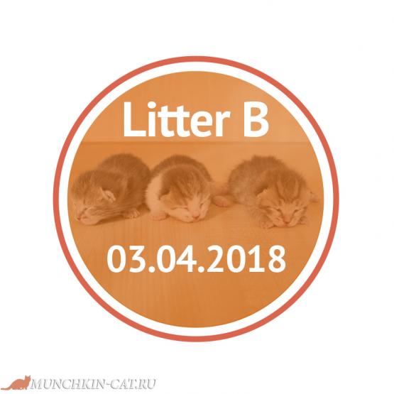 Родились котята манчкинята litter B