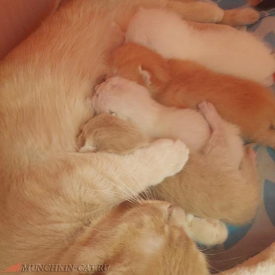 Котята карапузы