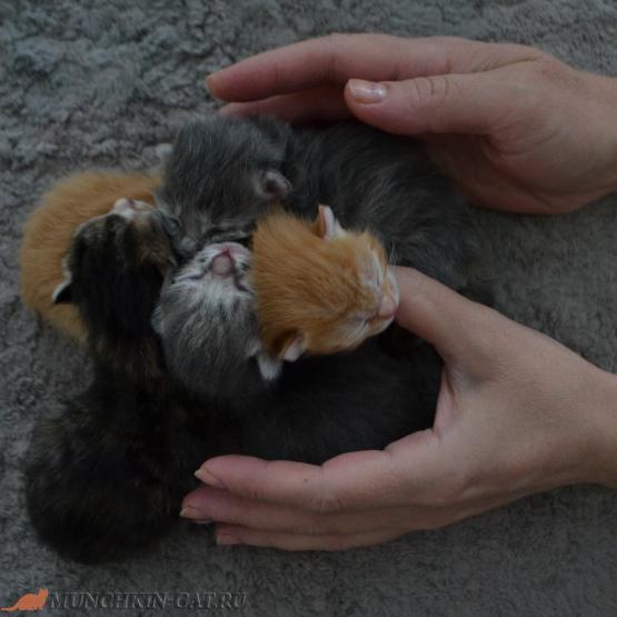 Котята манчкинята